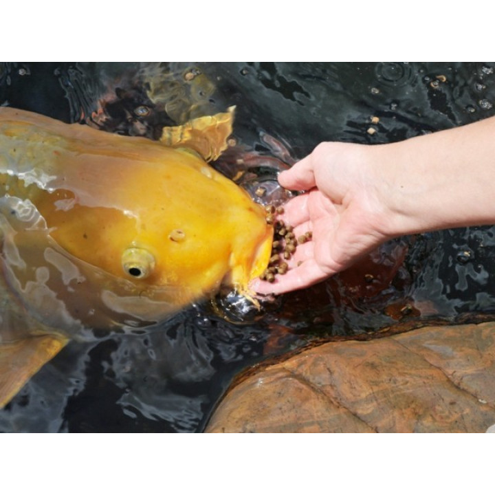 Koi Midori 500 g ( hrănire din mână )