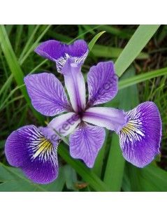 Íris versicolor