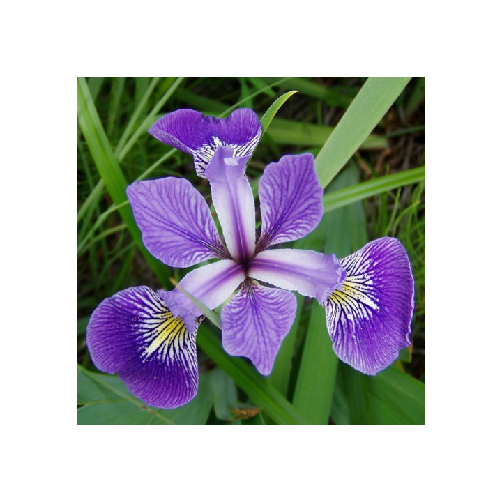 Íris versicolor