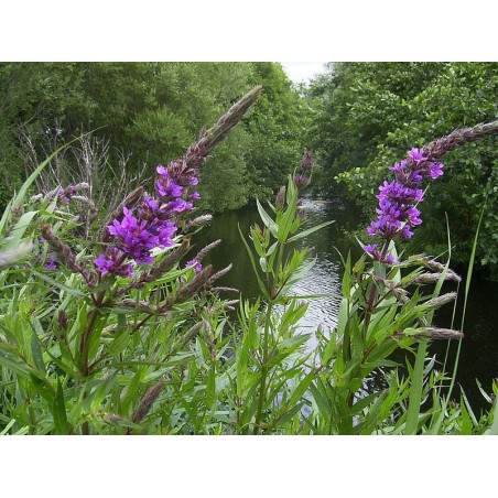 LYTHRUM virgatum