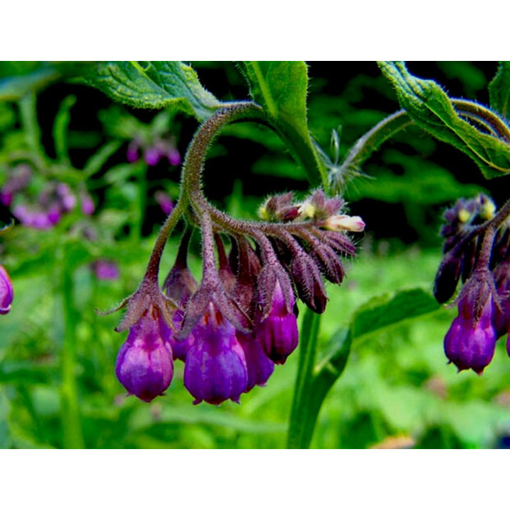 Symphytum Nigra