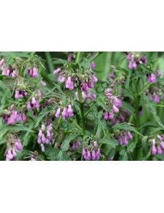 Symphytum Nigra