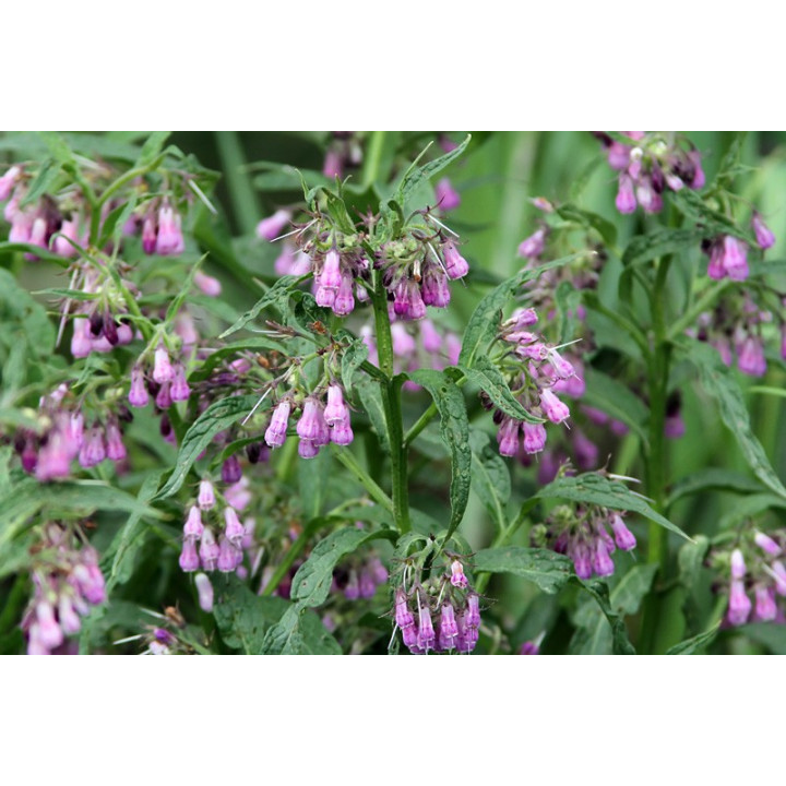 Symphytum Nigra