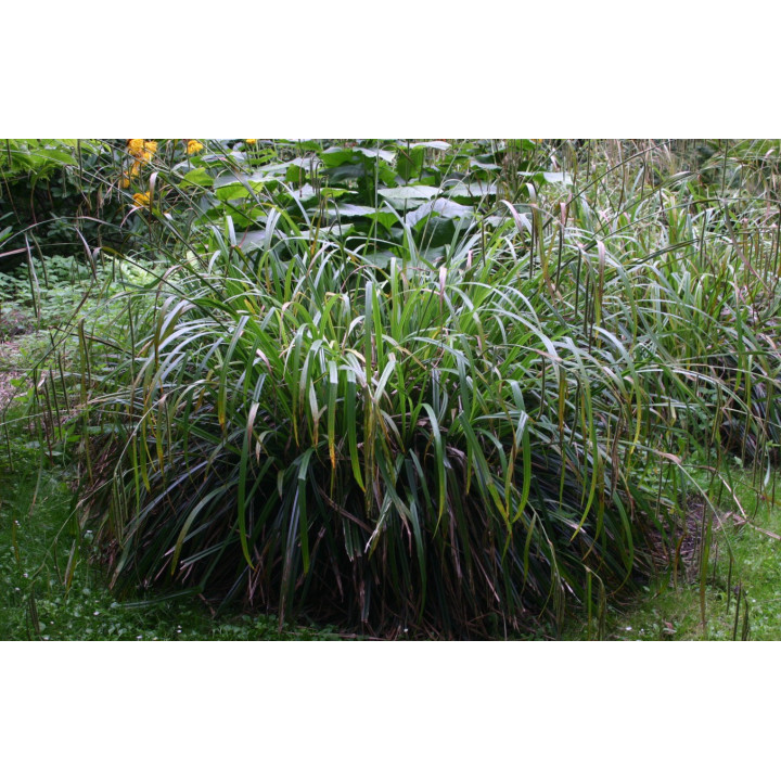 Carex pendula