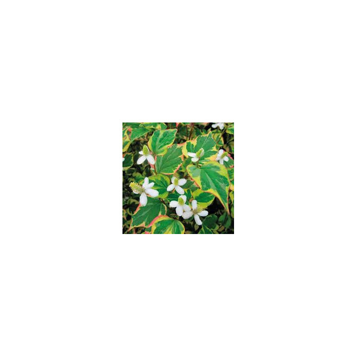 Houttuynia cordata