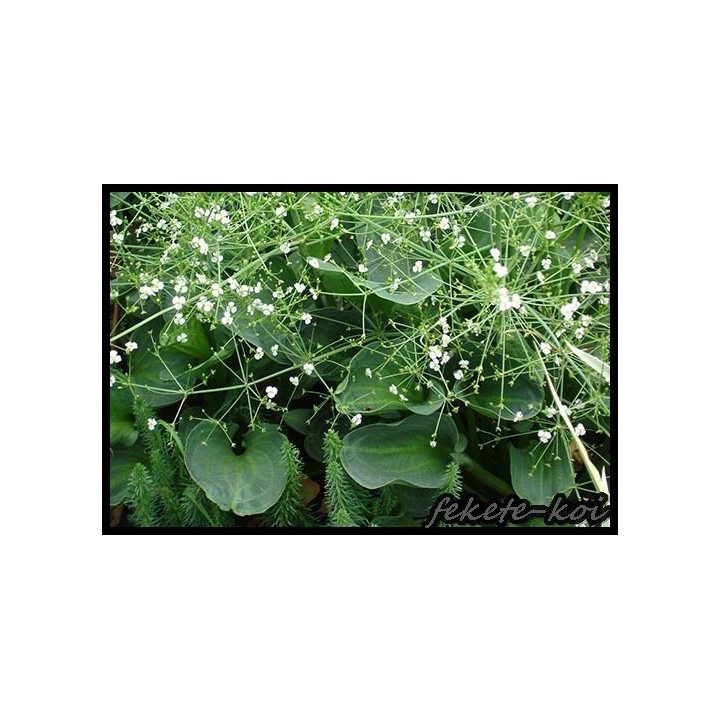 Alisma parviflora