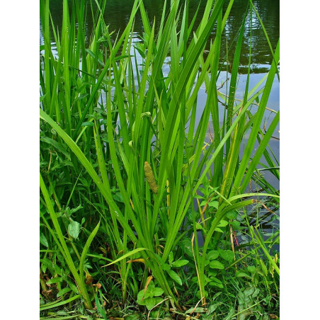 Acorus Calamus
