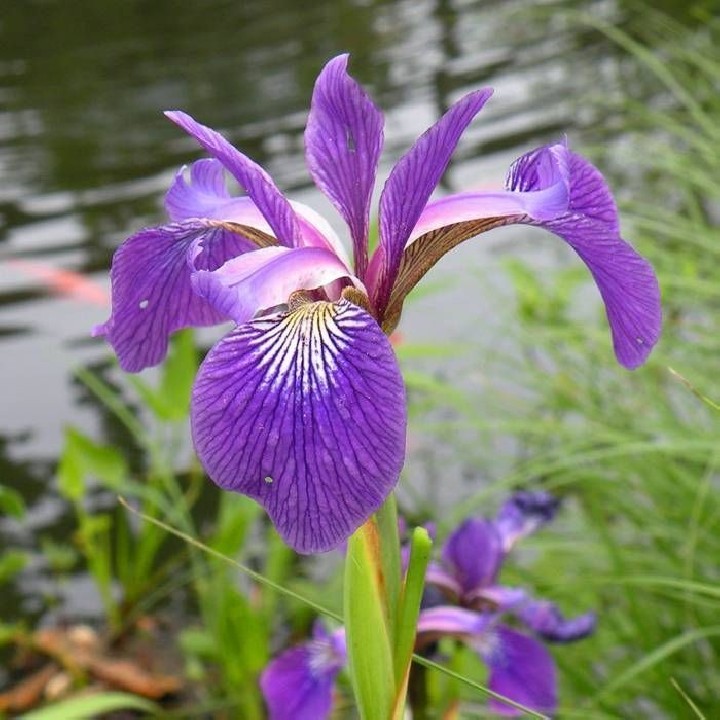 Iris ensata kaempferi