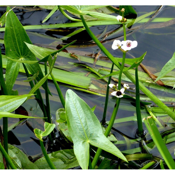 Sagittaria latifolia sagittifolia