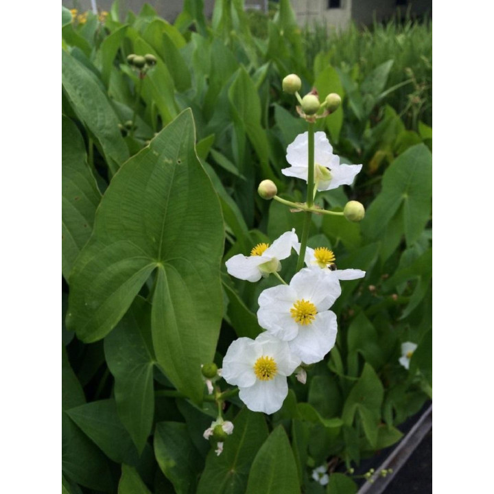 Sagittaria latifolia