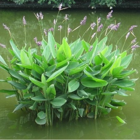 Thalia dealbata