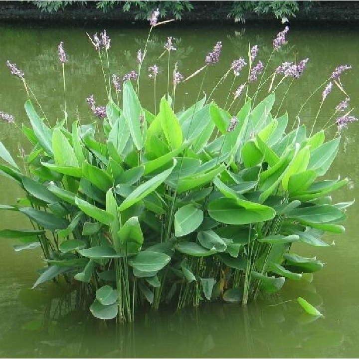 Thalia dealbata