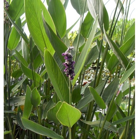 Thalia dealbata