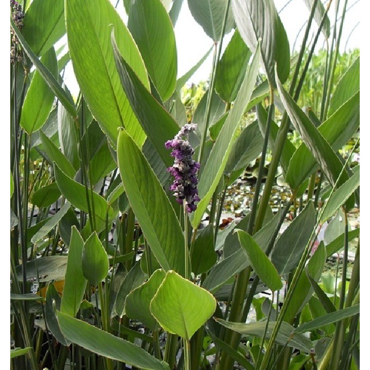 Thalia dealbata