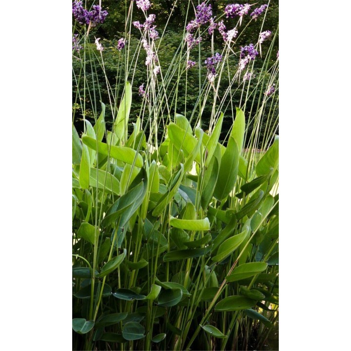 Thalia dealbata