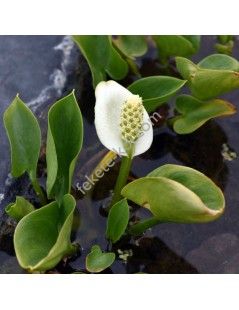 Calla palustris