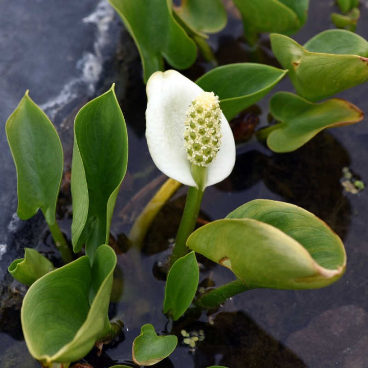 Calla palustris