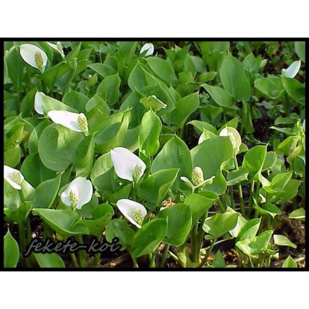 Calla palustris