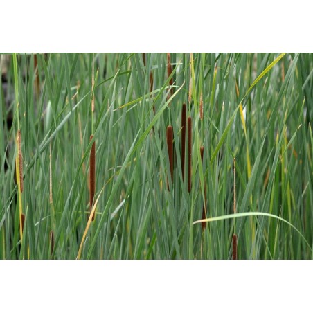 Typha latifolia
