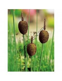 Typha Minima