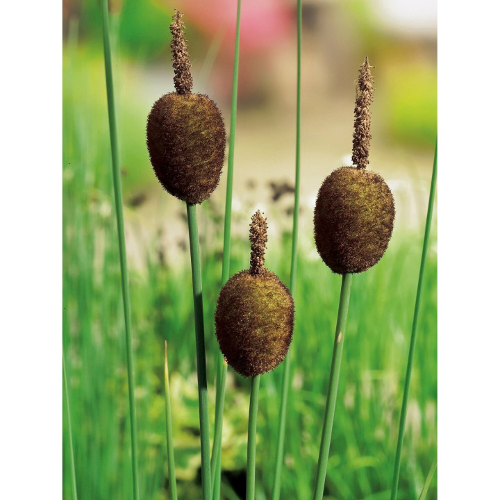 Typha Minima