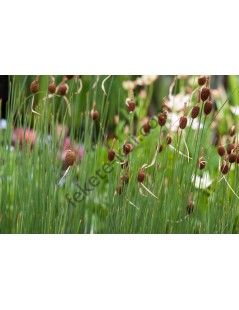 Typha Minima
