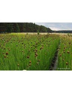 Typha Minima