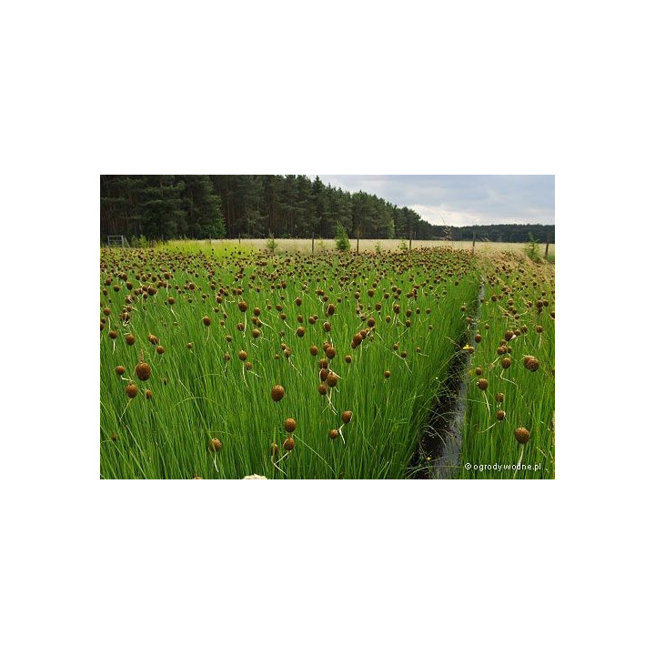 Typha Minima