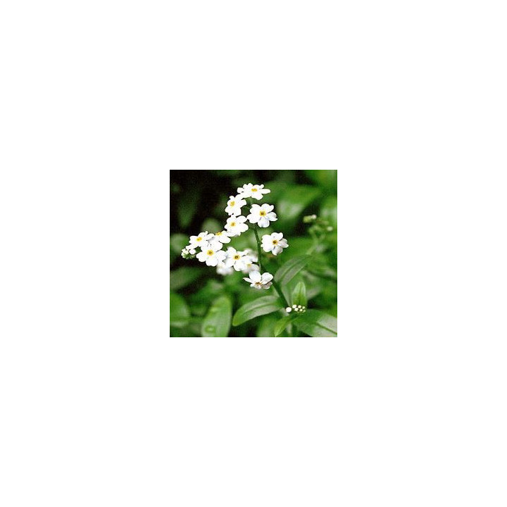 Myosotis palustris ice pearl