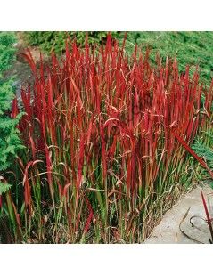 Imperata cylindrica
