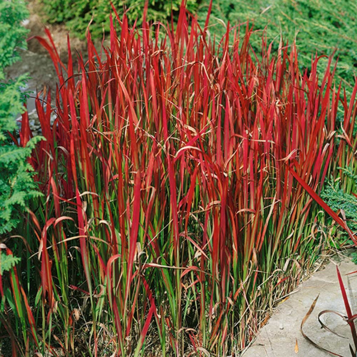 Imperata cylindrica