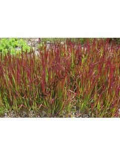 Imperata cylindrica