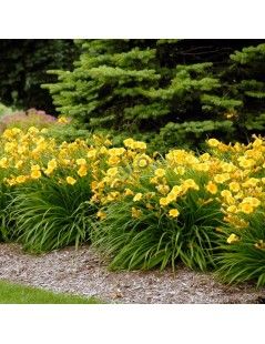Hemerocallis