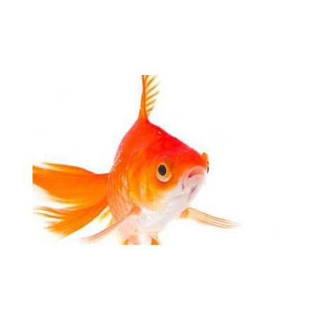Carasi aurii rosu 10-12 cm de vanzare pesti ieftine