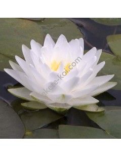 Nymphaea Perry's Double White (fara ghiveci)