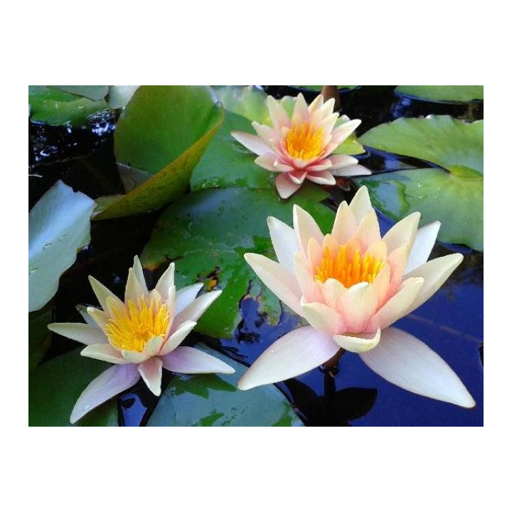 Nymphaea Sioux nuferi (fara ghiveci)