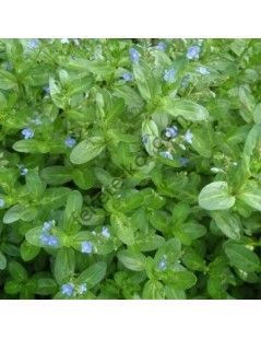 Veronica beccabunga