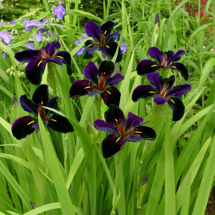 Íris louisiana black gamecock (81)