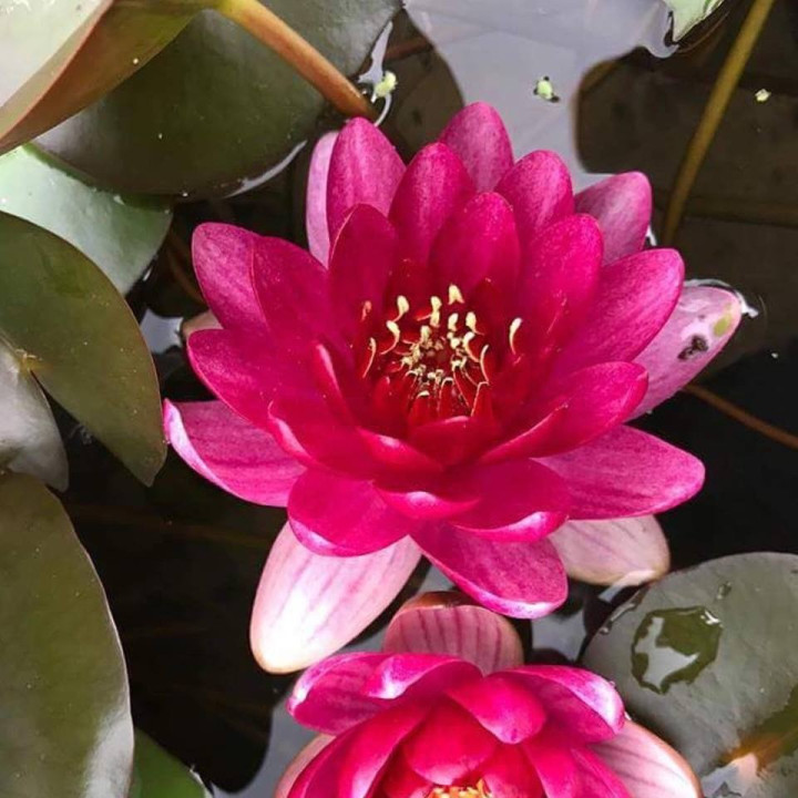 Nymphaea Perry's baby red (fara ghiveci)