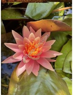 Nymphaea Sunny Pink (fara ghiveci)