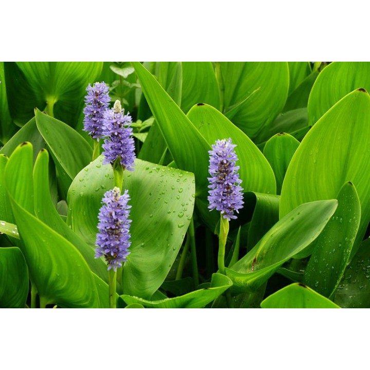 Pontederia cordata