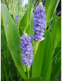 Pontederia lanceolata