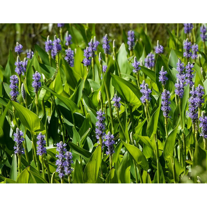 Pontederia lanceolata