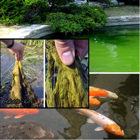Home pond Attack pond soluție anti-alge filamentoase 1000g fekete-koi.com