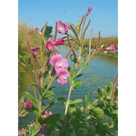 Epilobium hirsutum - Răscoage