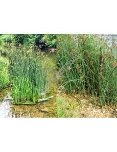Scirpus lacustris