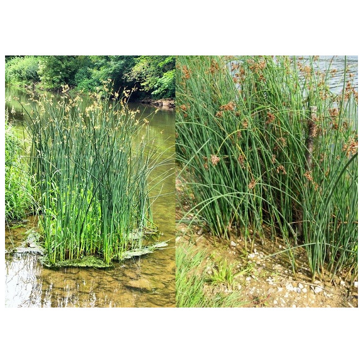 Scirpus lacustris