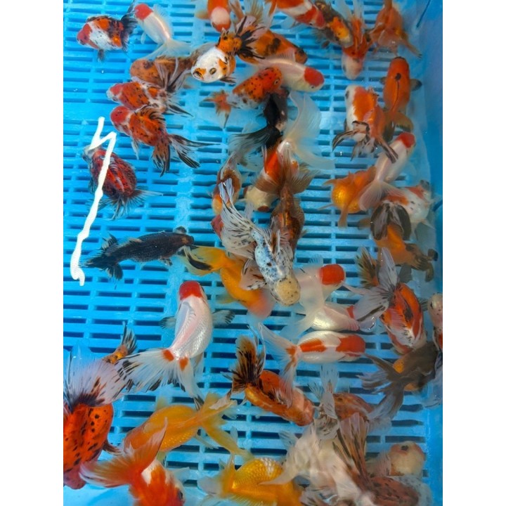 Oranda butterfly mix 10-12 cm