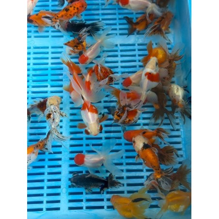 Oranda butterfly mix 10-12 cm