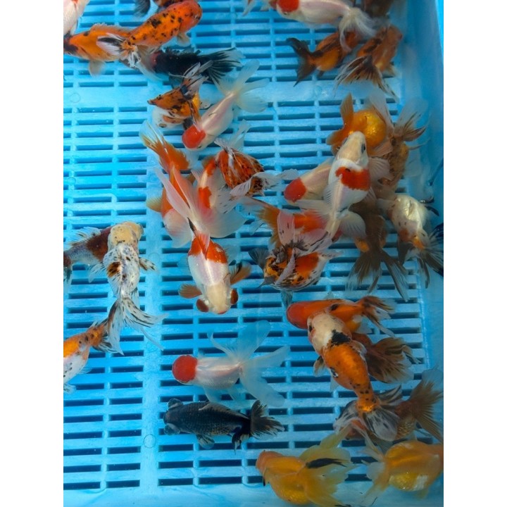 Oranda butterfly mix 10-12 cm